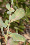 Largeleaf jointweed